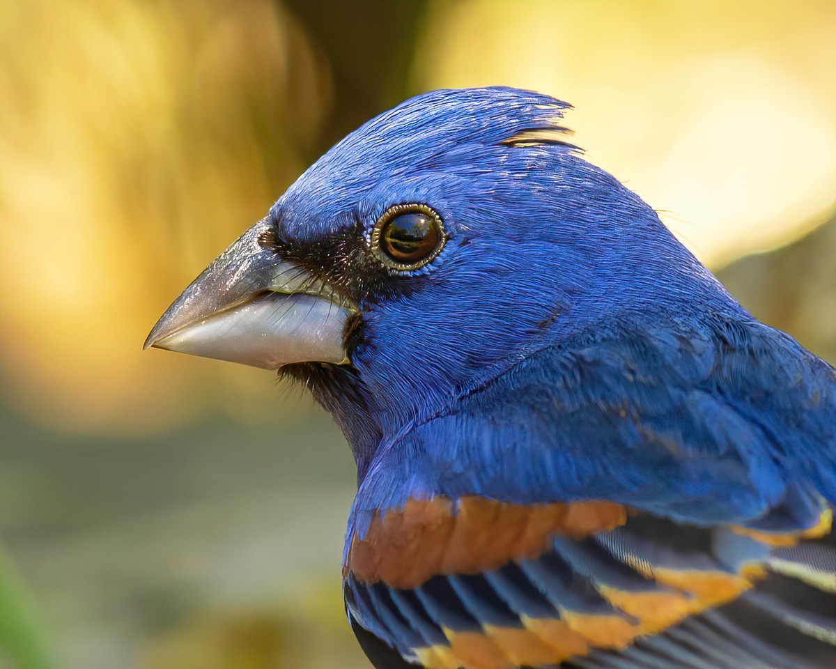 Land Birds Texas Photo Man